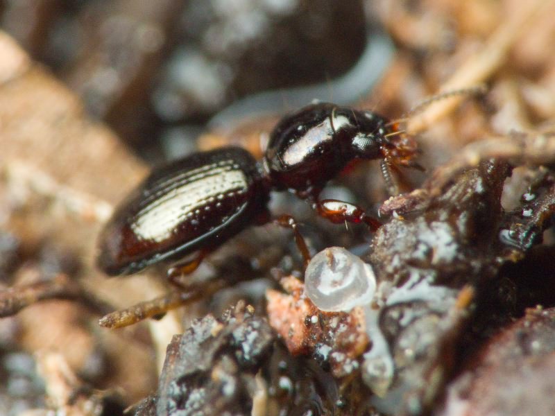 Dyschirius aenea Boheman, 1849